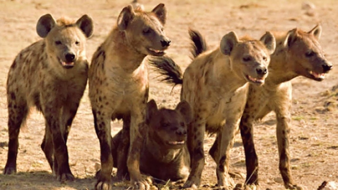 Declive de la virilidad y violencia sexual grupal   