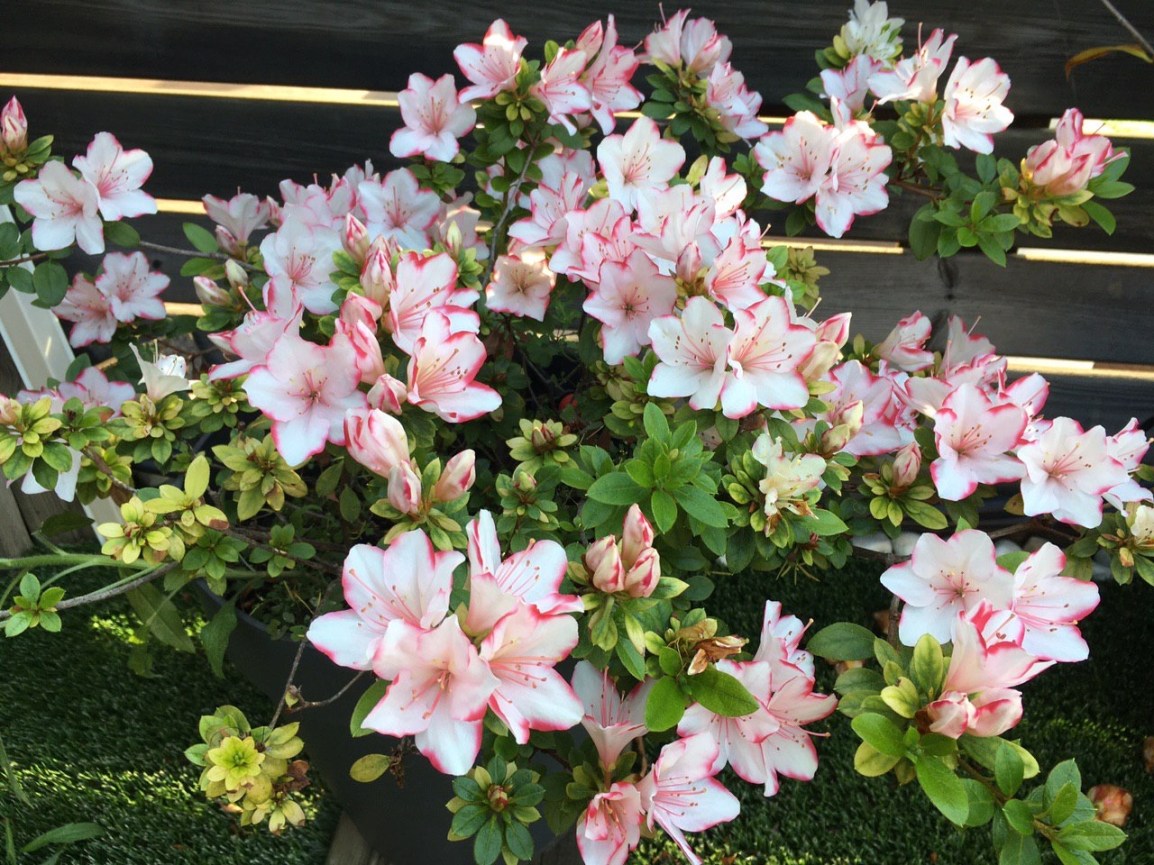 Sobre el derecho a&nbsp;sufrir