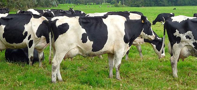 Vacunas sí, vacunas&nbsp;no