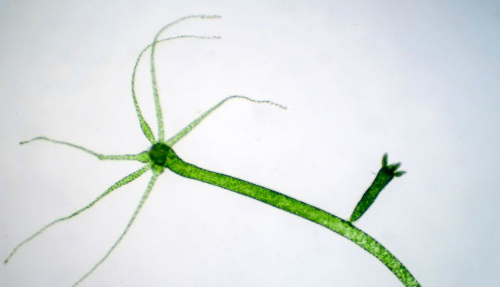 “¿Se acaba? Hagan sus apuestas. Pero no olviden que ha demostrado tener mil&nbsp;vidas…”