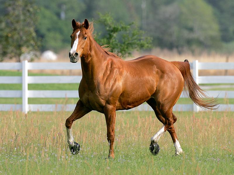 Cuando lo permitido deviene obligatorio: el autoritarismo del&nbsp;goce